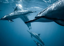 开云部门-大加索尔希望重返湖人 调整状态出战东京奥运会